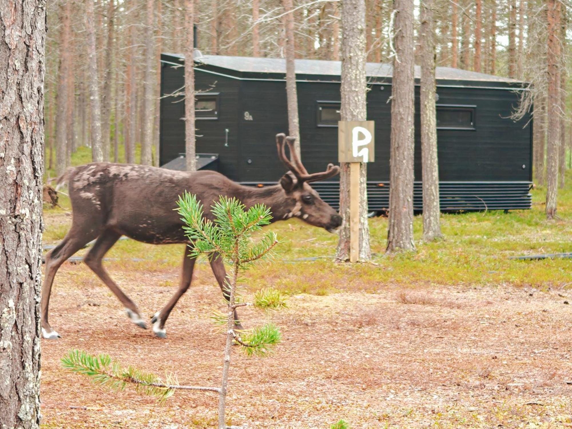 Lapland Riverside, Landscape Cabin, Kuukkeli 6, Yllaes, Tiny Home With Sauna, Fireplace, Terrace, Bbq, Wifi, Ski, Fishing, Pets Ok Äkäslompolo Eksteriør billede